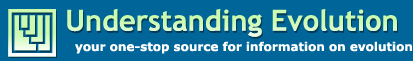 Understanding evolution.gif