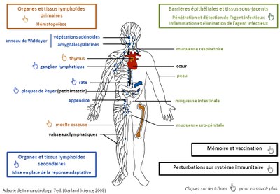 Organes_lympho.jpg