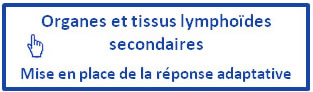 Organes_lympho_r15_c2.jpg