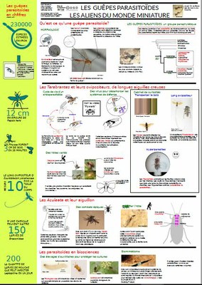 Poster scientifique sur les guêpes parasitoïdes