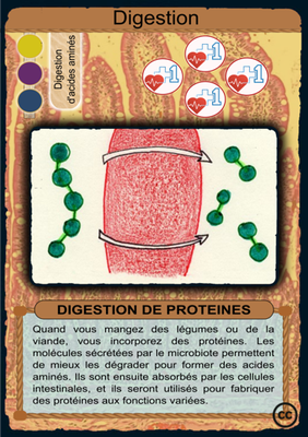 F-Dig-Proteines2.png
