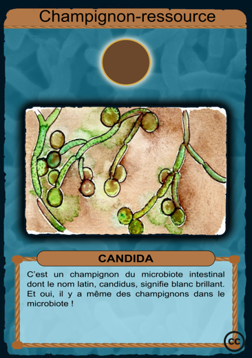 R-Candida.png