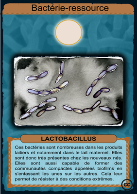 R-Lactobacillus.png