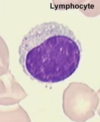lympho.jpg