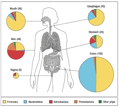 Microbiote  composition