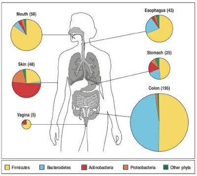 Microbiote  composition