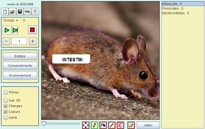 Modèle transfert microbiote