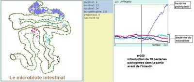 t600 patho moins bact