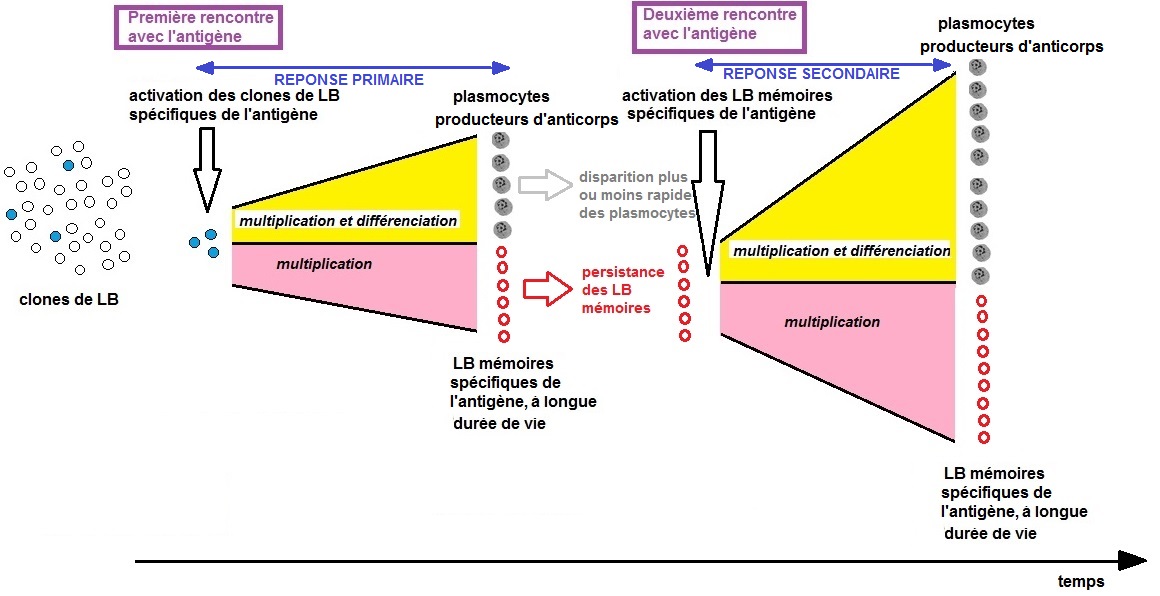 modèle des scientifiques