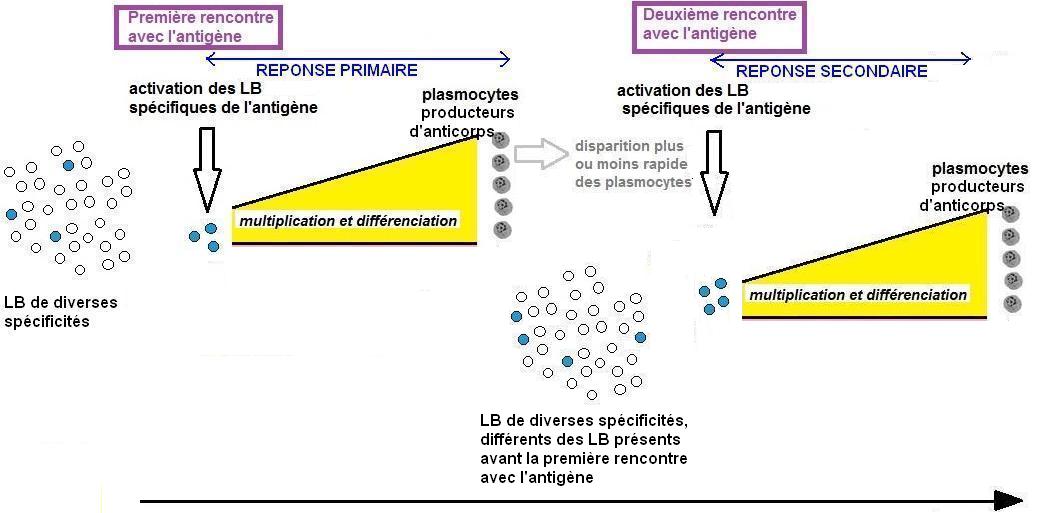 modèle scientifique mémoire hypothèse 0.JPG