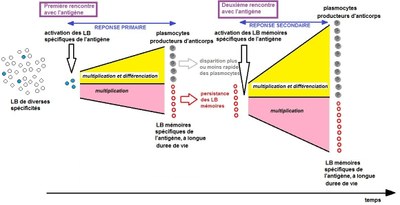 modele scientifique memoire