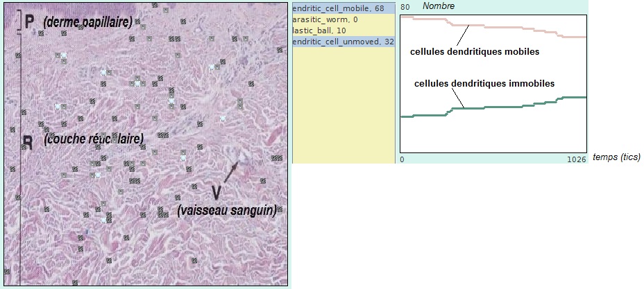 dendr-cell-bille