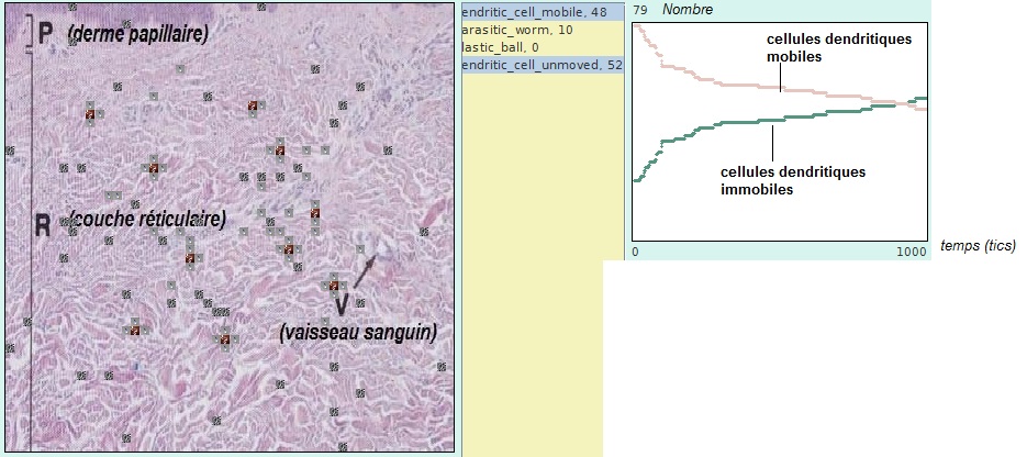 cell-dendr-ver