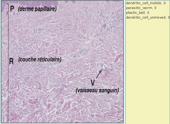 capture écran modèle cellules dendritiques