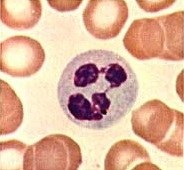 granulocyte 