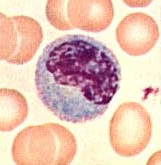 monocyte.jpg