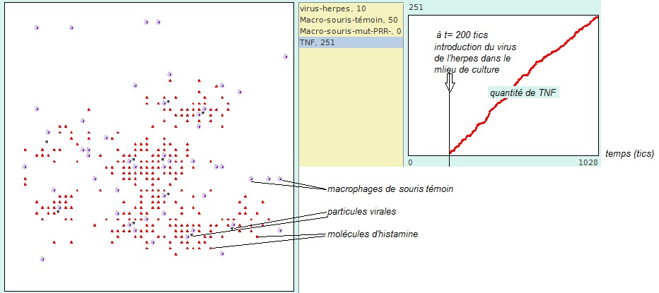 simul-macrophages-invitro.jpg