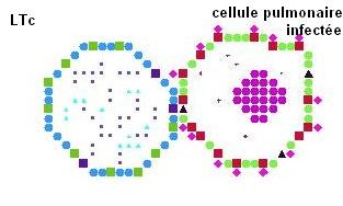cellulaire_grippe_init.JPG