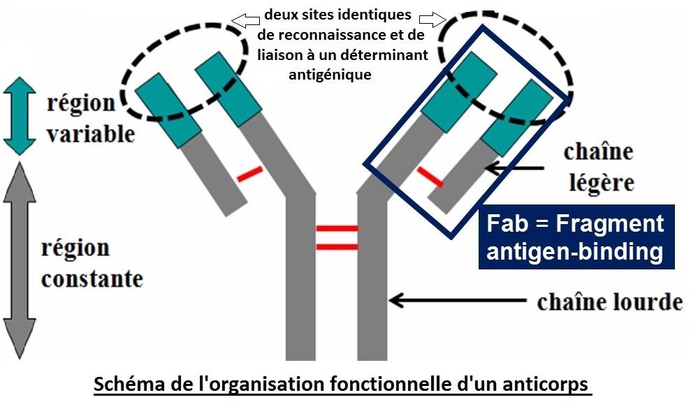 schéma organisation anticorps