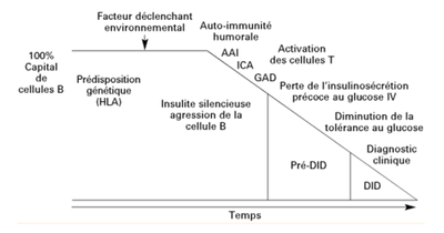 1appaition-des-anticorps-au-cours-du-dt1.png