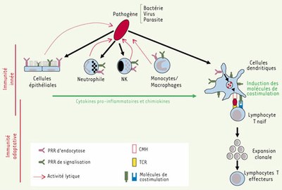 Connexion Immunité innée-Immunité adaptative