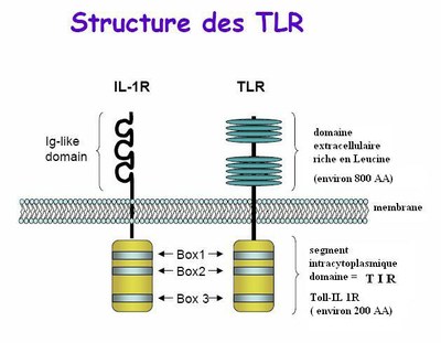 structure TLR et IL 1R.JPG