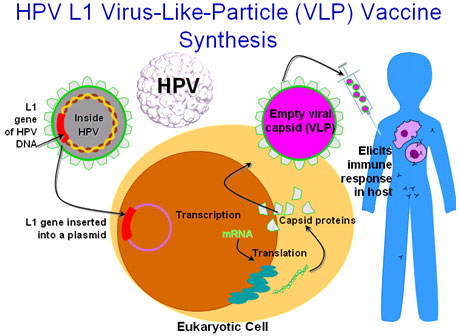Fabrication d'un vaccin VLP