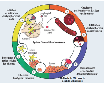 cycle de l'immunité anticancéreuse