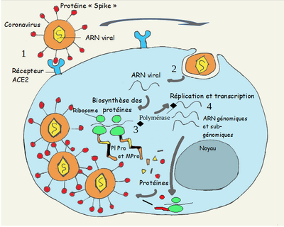 cycle corona