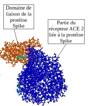 domaine de liaison protéine S et ACE2