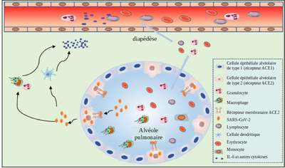 réaction immunitaire alvéole