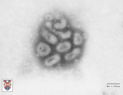 virus grippe images jpg.007.jpg
