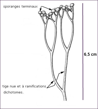 Cooksonia entier.jpg