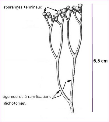 Cooksonia entier.jpg