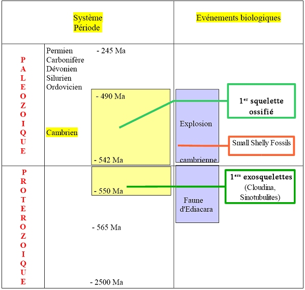 annexe temps apparition squelette.jpg