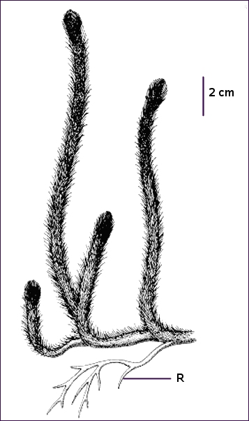 baragw complète.jpg