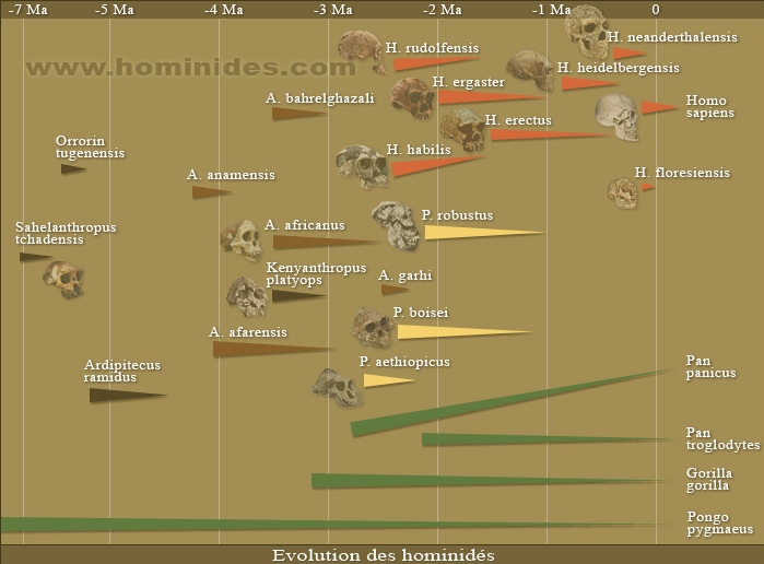 evolution_hominidés.jpg