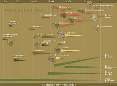 evolution_hominidés.jpg