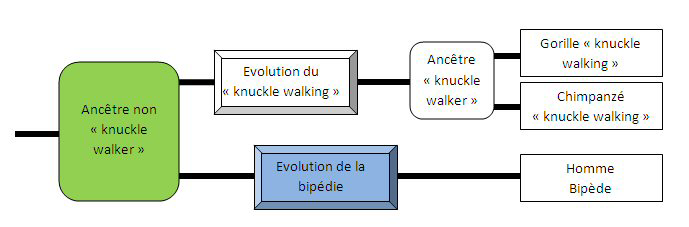 évolution locomotion 1