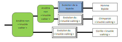 évolution locomotion 3