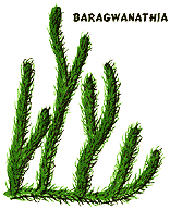 Baragwanathia.gif
