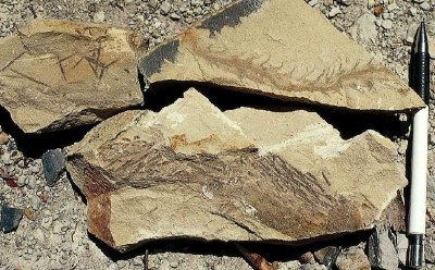 baragwanathia fossile.jpg