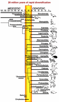 radiation mammifères.gif