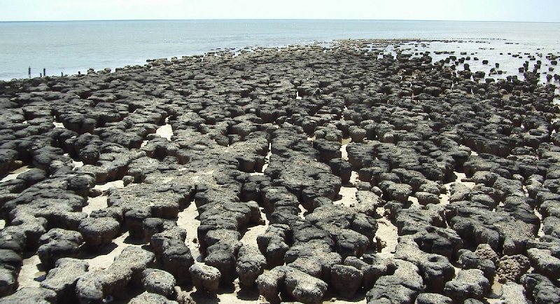 stromatolithes.jpg