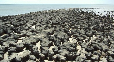 stromatolithes.jpg
