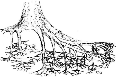 II-1-systèmes-racinaires01.jpg
