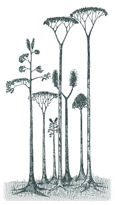 IId lepidodendrondiversite2.jpg