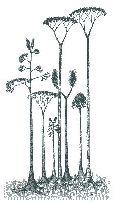 IId lepidodendrondiversite2.jpg