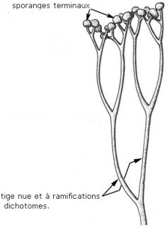 Ib Cooksonia entier1.jpg