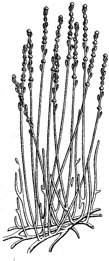 Ib zoosterophyllum bis.gif